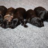 De gauche à droite : les deux mâles fauves charbonnés et les trois mâles noirs