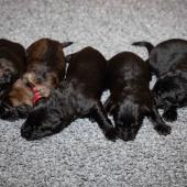 De gauche à droite : les deux mâles fauves charbonnés et les trois mâles noirs