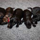 De gauche à droite : les deux mâles fauves charbonnés et les trois mâles noirs