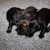 De gauche à droite : les deux mâles fauves charbonnés et les trois mâles noirs