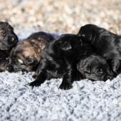 De gauche à droite : les deux mâles fauves charbonnés et les trois mâles noirs