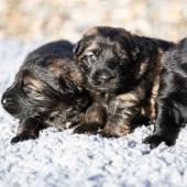 Les mâles fauves charbonnés