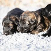 Les mâles fauves charbonnés