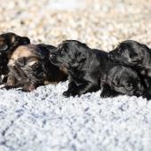 De gauche à droite : les deux mâles fauves charbonnés et les trois mâles noirs