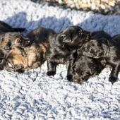 De gauche à droite : les deux mâles fauves charbonnés et les trois mâles noirs