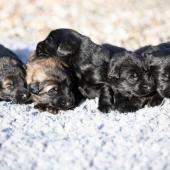 De gauche à droite : les deux mâles fauves charbonnés et les trois mâles noirs