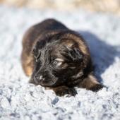 La femelle fauve charbonnée