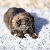 La femelle fauve charbonnée