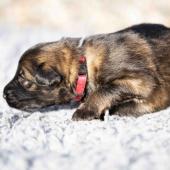 La femelle fauve charbonnée