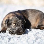 La femelle fauve charbonnée