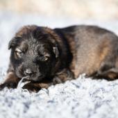 La femelle fauve charbonnée