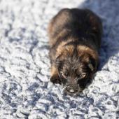 La femelle fauve charbonnée