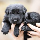 Mâle noir collier noir