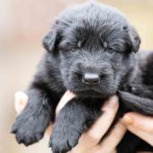 Mâle noir collier orange 