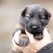Femelle fauve charbonnée collier rose