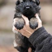 Mâle fauve charbonné collier rouge 