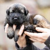 Mâle fauve charbonné collier rouge 