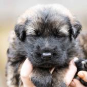 Mâle fauve charbonné collier rouge 