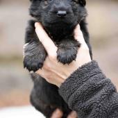 Mâle fauve charbonné collier gris