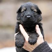 Mâle fauve charbonné collier gris