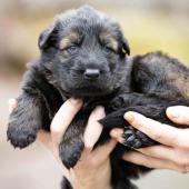 Mâle fauve charbonné collier gris