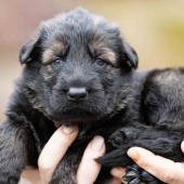 Mâle fauve charbonné collier gris