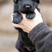 Mâle noir collier brun