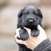 Mâle noir collier brun