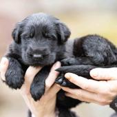Mâle noir collier brun