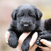 Mâle noir collier brun