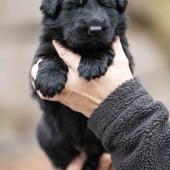 Mâle noir collier noir