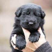 Mâle noir collier noir