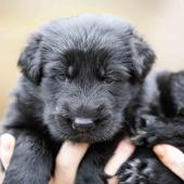 Mâle noir collier noir