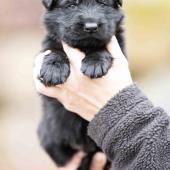 Mâle noir collier orange 