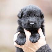 Mâle noir collier orange 