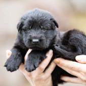 Mâle noir collier orange 