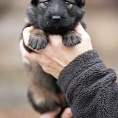 Femelle fauve charbonnée collier rose