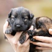 Femelle fauve charbonnée collier rose