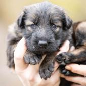 Femelle fauve charbonnée collier rose