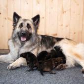 Toute la portée avec maman