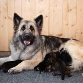 Toute la portée avec maman