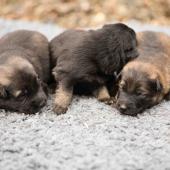De gauche à droite : le mâle gris argenté charbonné, le mâle noir et argenté et le mâle fauve charbonné