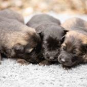 De gauche à droite : le mâle gris argenté charbonné, le mâle noir et argenté et le mâle fauve charbonné
