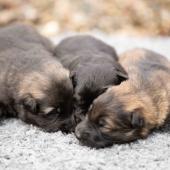 De gauche à droite : le mâle gris argenté charbonné, le mâle noir et argenté et le mâle fauve charbonné