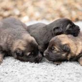 De gauche à droite : le mâle gris argenté charbonné, le mâle noir et argenté et le mâle fauve charbonné