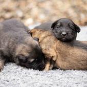 De gauche à droite : le mâle gris argenté charbonné, le mâle noir et argenté et le mâle fauve charbonné
