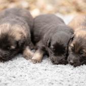 De gauche à droite : le mâle gris argenté charbonné, le mâle noir et argenté et le mâle fauve charbonné