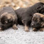 De gauche à droite : le mâle gris argenté charbonné, le mâle noir et argenté et le mâle fauve charbonné