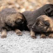 De gauche à droite : le mâle gris argenté charbonné, le mâle noir et argenté et le mâle fauve charbonné