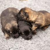 De gauche à droite : le mâle gris argenté charbonné, le mâle noir et argenté et le mâle fauve charbonné